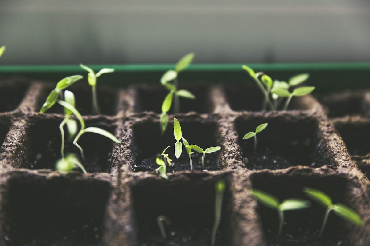 EarthConnect, SEO program + content